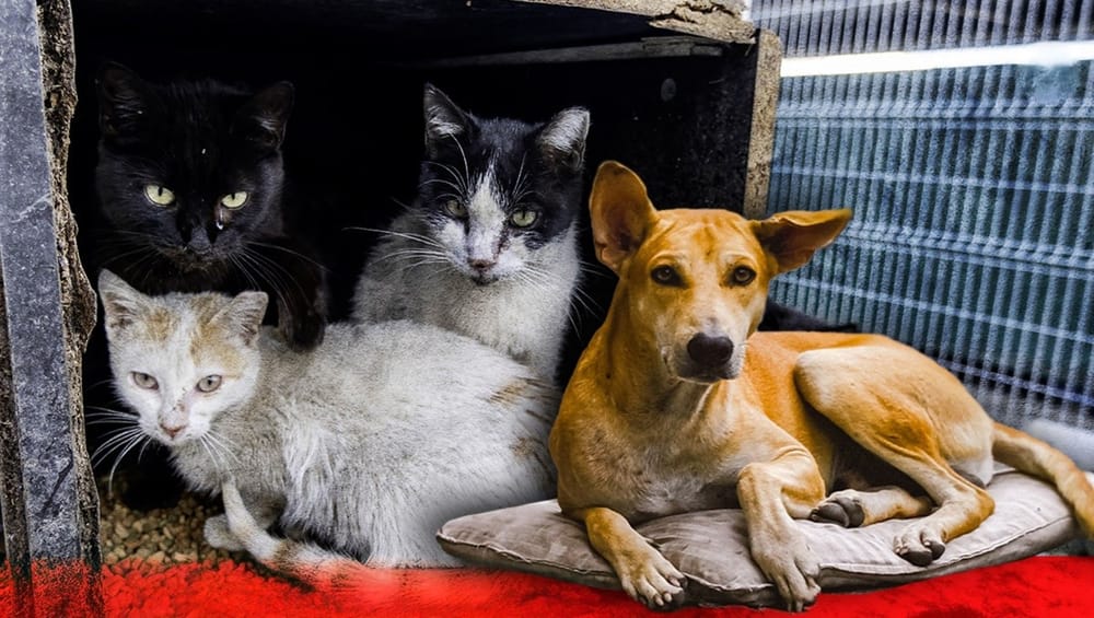 Recolectarán alimentos para los perros y gatos ‘habitantes de calle’ imagen de la publicación