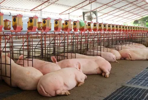 El ‘chicharrón’ en el que viven los Porcicultores de Santander sin planta de sacrificio imagen de la publicación