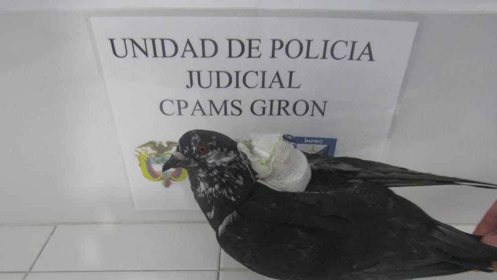 Paloma 'jíbara' fue capturada en la cárcel de Palogordo imagen de la publicación