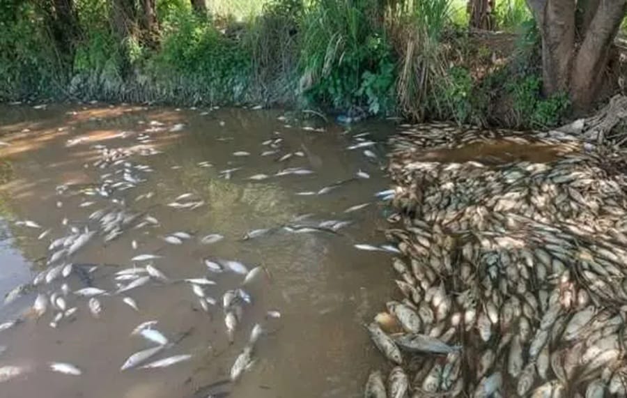EMPAS buscare cursos a nivel nacional para descontaminar la cuenca del río Lebrija imagen de la publicación