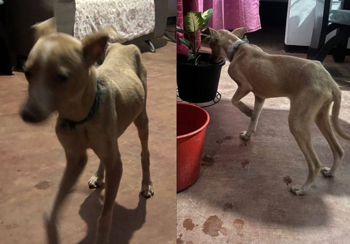 Denuncian presunto maltrato animal en zona de Piedecuesta imagen de la publicación