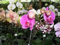 La belleza natural florece en El Libro Total imagen de la publicación