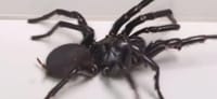 Desde México llegó el antídoto que salvó la vida de un joven santandereano mordido por una araña imagen de la publicación