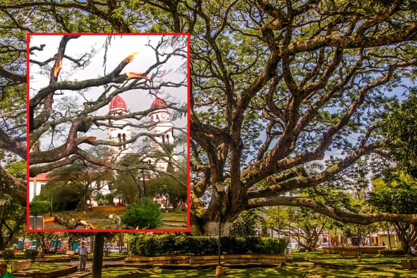 Vendaval casi acaba con El Samán, árbol de 113 años ícono de Charalá