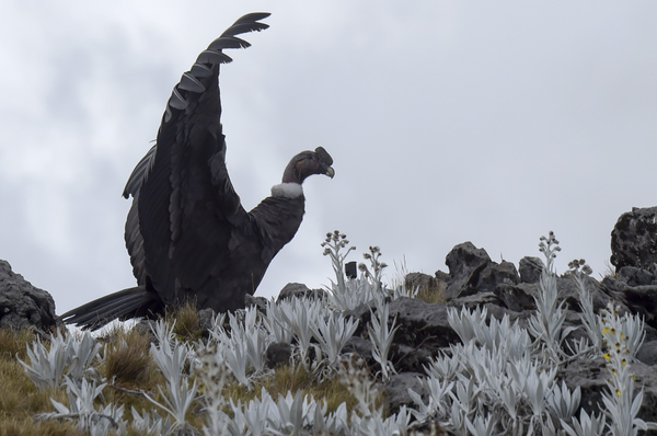 Campesinos: en el Páramo del Almorzadero  se ven hasta 15 cóndores en uno o dos días