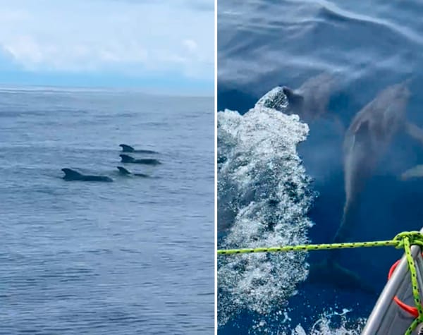 VIDEO. Reportan avistamiento de delfines y ballenas en Barranquilla