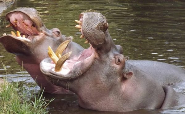 Hipopótamos no serán sacrificados, MinAmbiente optó por esterilizarlos