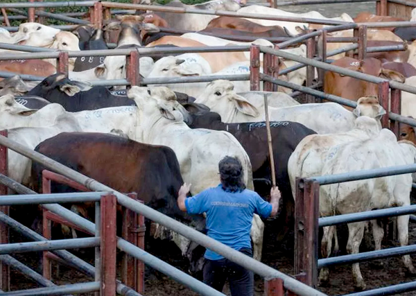 Decreto presidencial busca revivir mataderos municipales
