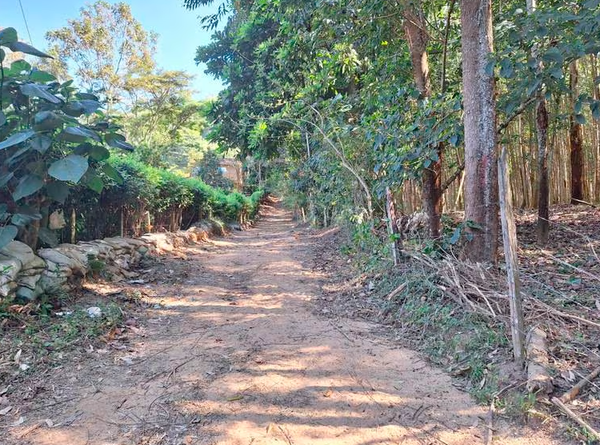 Comunidad denuncia que ha aumentado deforestación en cerros orientales