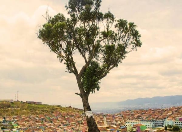 Árbol con leyenda macabra será declarado patrimonio cultural