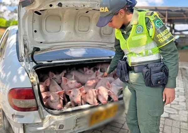 Heroico rescate de 20 cerditos valorados en seis millones de pesos