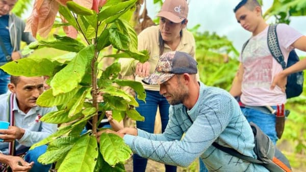 Cacao sería la esperanza de los cocaleros y campesinos en el Catatumbo