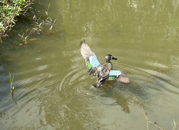 Emotivo rescate: Zootecnistas de la UIS Málaga salvan a pato migratorio de Estados Unidos