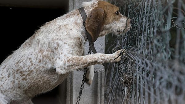 Unidad de Bienestar Animal de Bucaramanga habilita número para denunciar maltrato
