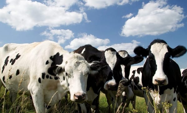 Rayo durante tormenta causó la muerte de 34 vacas