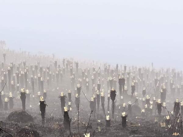 Frailejones del Páramo de Berlín muestran signos de vida