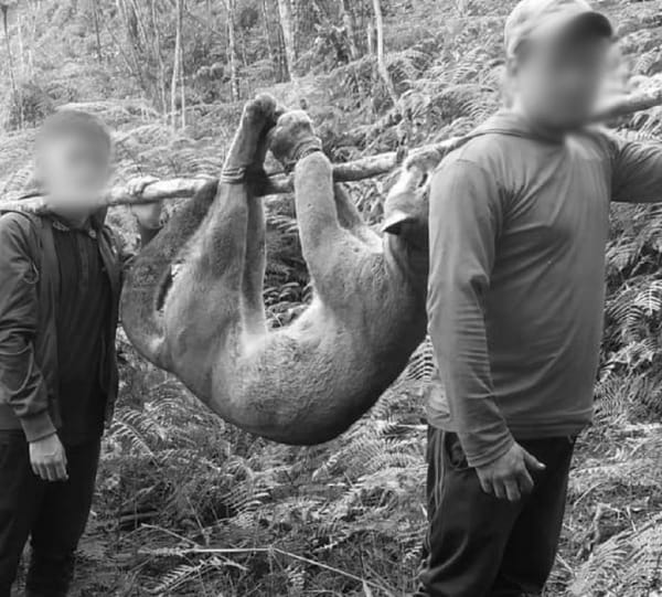 ¡Indignación! Investigan muerte de puma a manos de varias personas