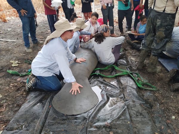 Sequía generó que manatíes quedaran estancados en ciénagas el sur del Cesar