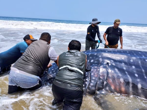 Tiburón ballena fue rescatado gracias a esfuerzos comunitarios