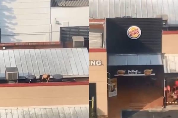 VIDEO. Hombre fue sorprendido bañándose en tanque de agua de Burger King