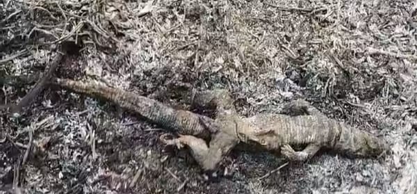Desgarradoras escenas de fauna silvestre calcinada por incendio forestal