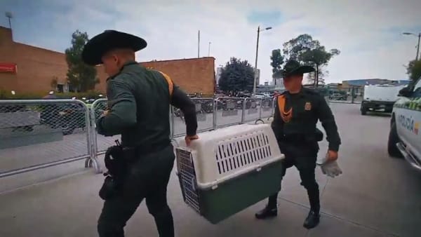 Marmosa y crías fueron rescatadas en camión de frutas