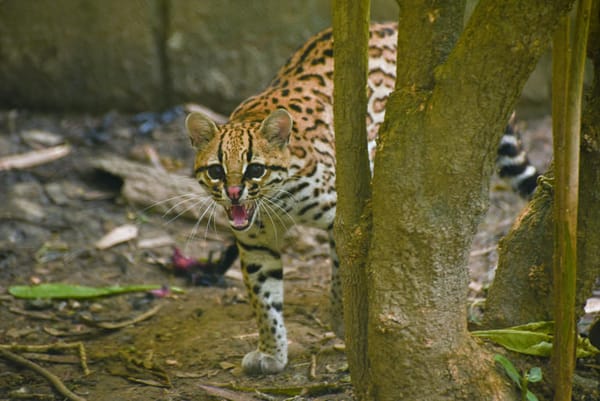 Recompensa de hasta $20 millones por fauna robada en Boyacá