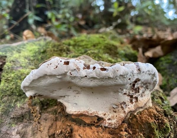 Estudiantes de UIS Málaga investigan insectos y hongos en bosques de García Rovira
