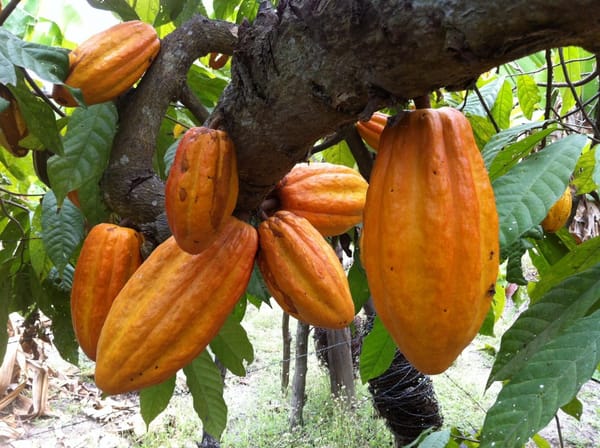 Agricultores de Santander no ven beneficios de la bonanza