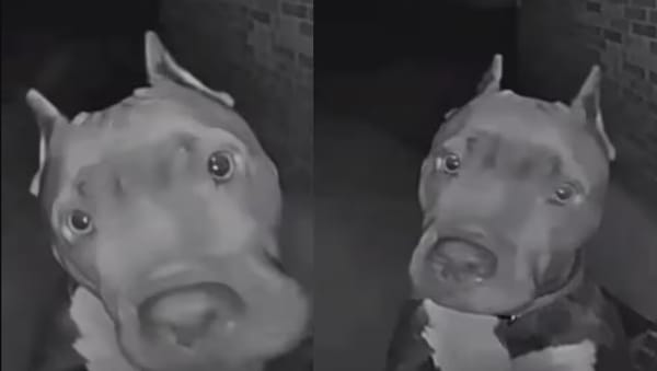 VIDEO. Bruce, el perrito que toca el timbre a altas horas para jugar
