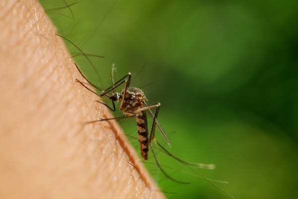 Nueva variante del dengue podría explicar aumento de casos en Colombia