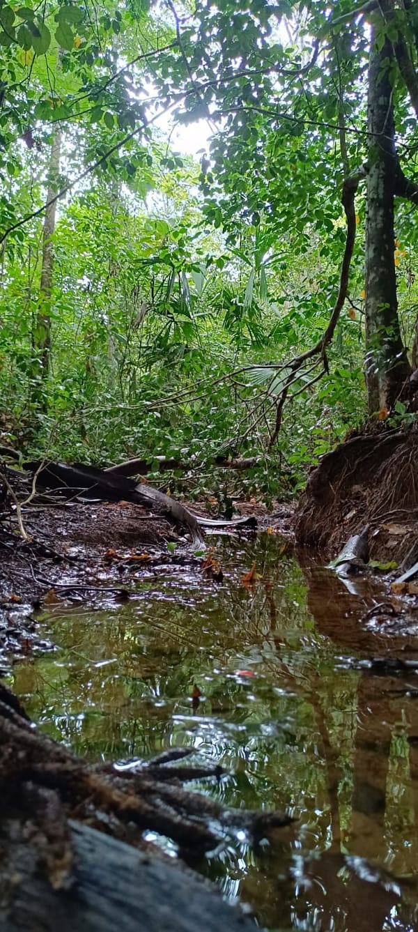 Importancia de preservar los bosques tropicales