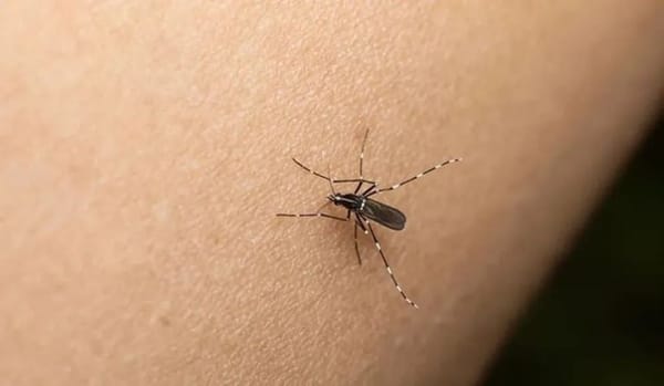 Dengue en Santander ya ha causado 10 fallecimientos