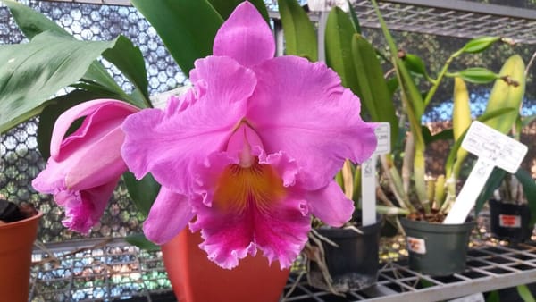 Orquídeas de Santander están en riesgo de desaparecer