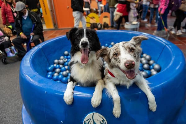 Expopet Colombia 2024: Un espacio para aprender y cuidar a su mascota