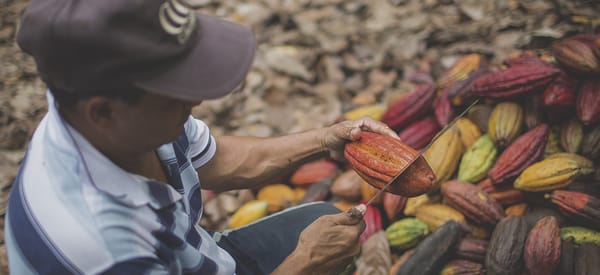 Colombia busca los mejores cacaos para el programa Cacao of Excellence 2025