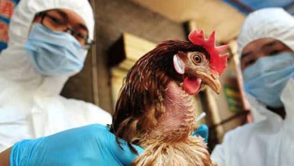 Estados Unidos informa caso de gripe aviar en humano sin contacto con aves