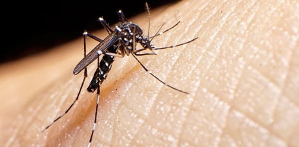 Colombia enfrenta brote de dengue: más de 250 mil casos confirmados y 115 muertes