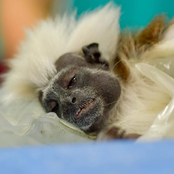 Rescatan a tití cabeciblanco atado y desnutrido en Piedecuesta