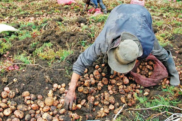 Gobierno Nacional otorga incentivo de $45.000 millones para financiar proyectos rurales