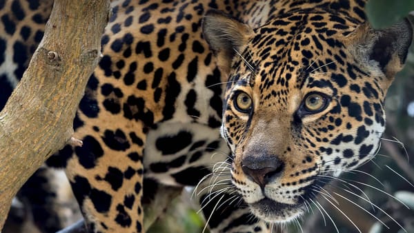 ‘Adopta un jaguar’ busca asegurar la supervivencia de los felinos en Barrancabermeja