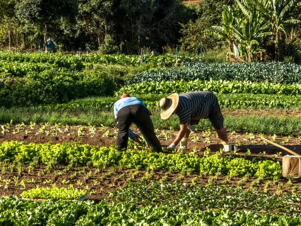 ¡Histórico! Campesinos del Catatumbo podrán condonar hasta el 80% de sus deudas