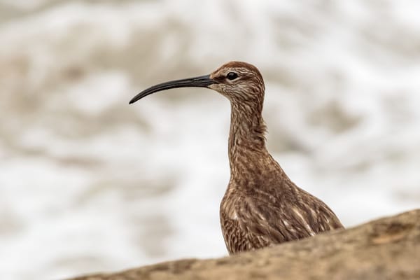 Luto en la naturaleza: esta es la primera ave europea en desaparecer