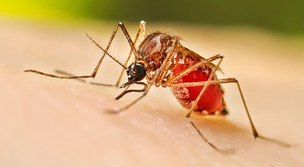 Refuerzan acciones en Santander para controlar el dengue
