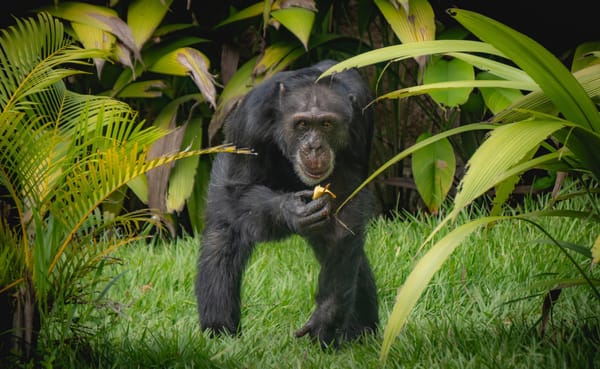 Yoko, el último chimpancé en cautiverio en Colombia, partió hacia un santuario en Sao Paulo