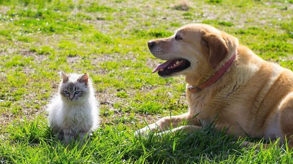 Barrancabermeja presenta su Política Pública de Bienestar Animal