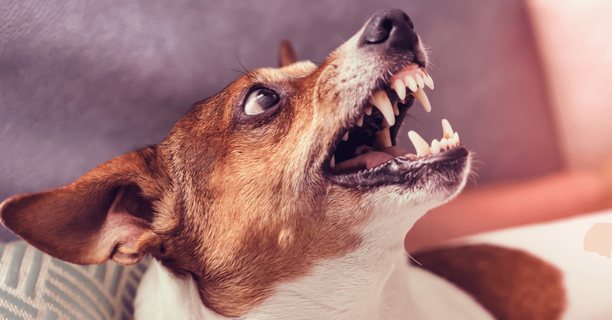 ¡Alerta! Si un perro lo muerde, haga esto de inmediato