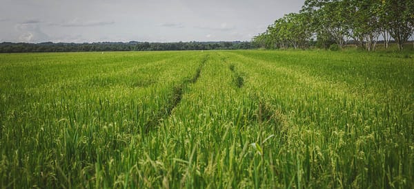 MinAgricultura fija lineamientos para la entrega de $22.000 millones como apoyo al sector arrocero