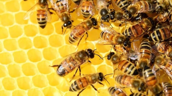 Apicultores denuncian la muerte de millones de abejas en Ocamonte, Santander