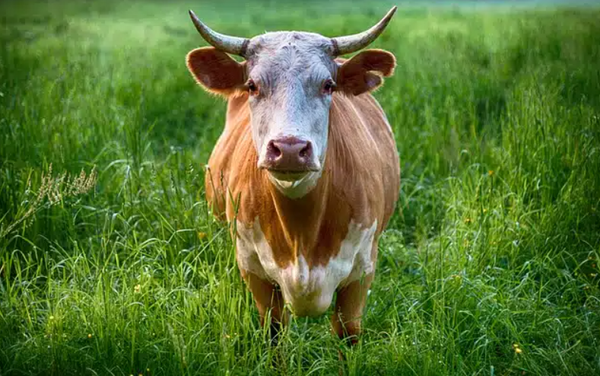 Campesino muere en accidente al ser embestido por un toro en Santander